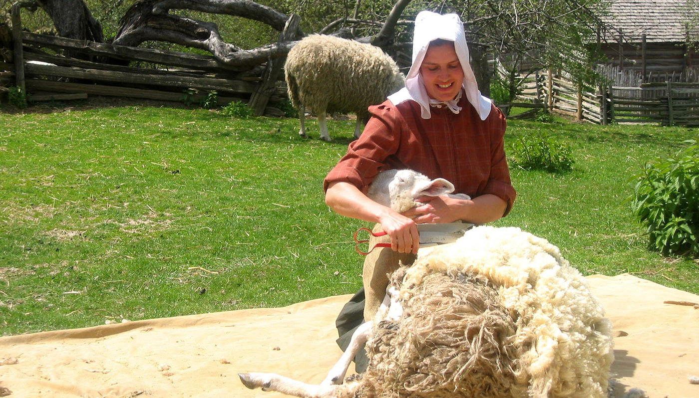 young woman shears a sheep