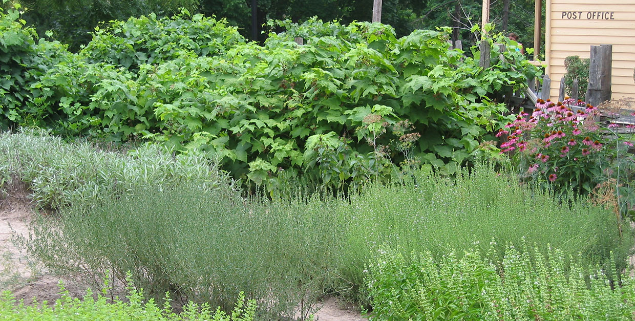 herb garden at Black Creek Pioneer Village