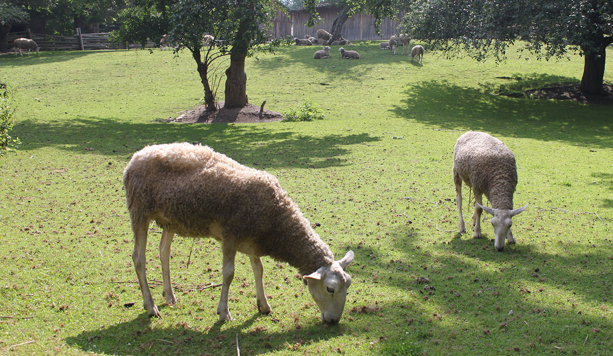 sheep nibble grass in a field at Black Creek Pioneer Village