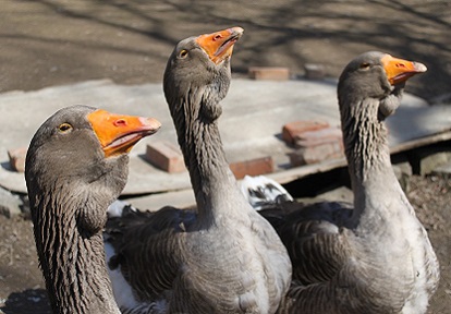 rare Toulouse Geese at Black Creek Pioneer Village