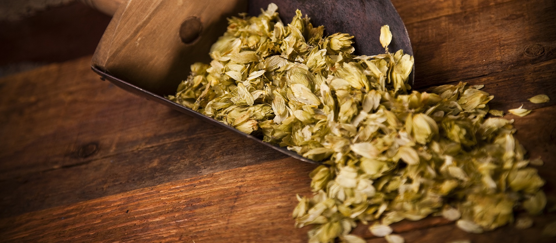 scoop of hops on a counter at Black Creek Brewery