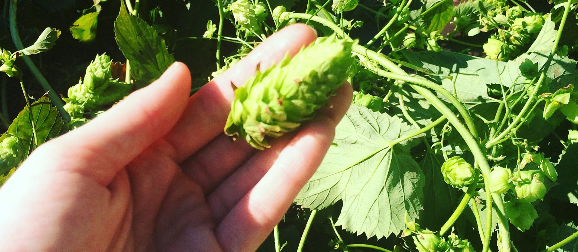 freshly picked hops