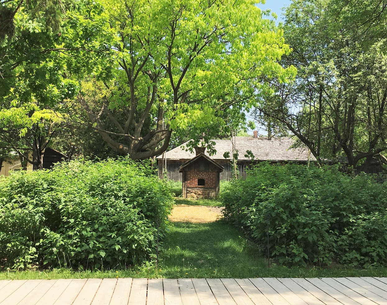 berry garden at Black Creek Pioneer Village