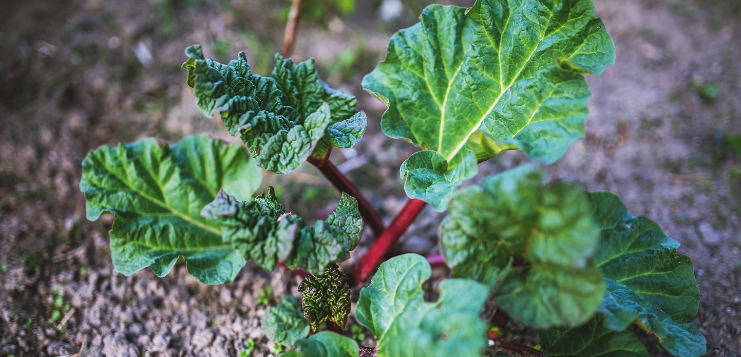 rhubarb plant