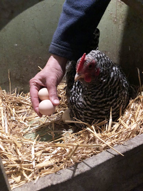 Black Creek staff member collects eggs from hen house