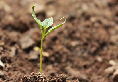 seedling sprouts in soil