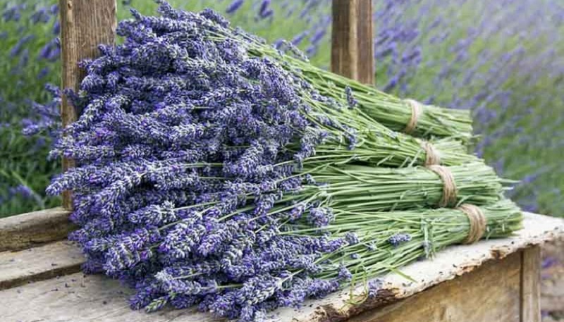 lavender plants