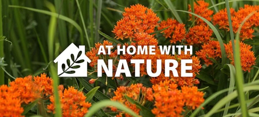 native flowers bloom in The Meadoway