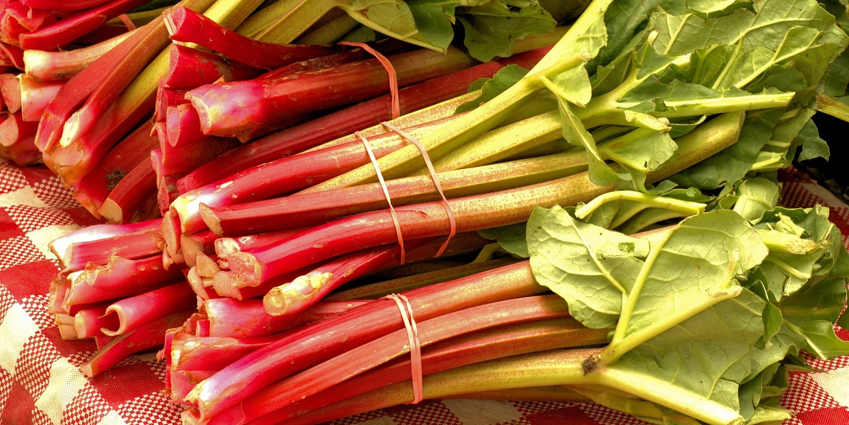 fresh rhubarb