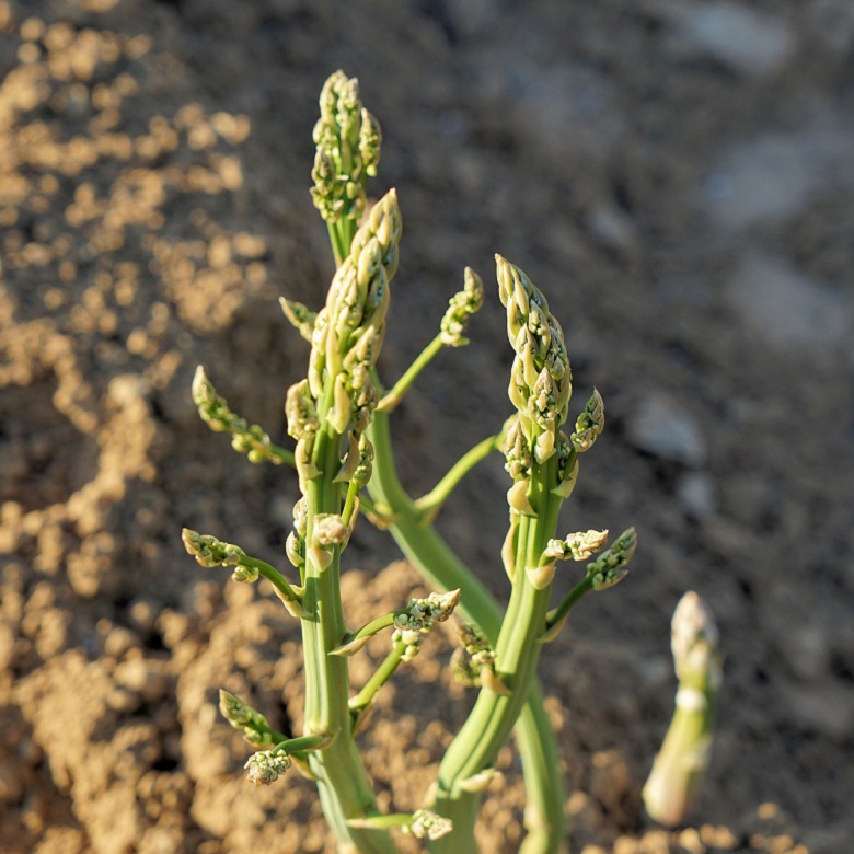 asparagus