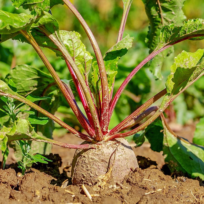 beets