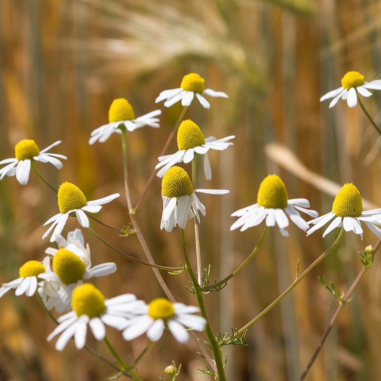 chamomile