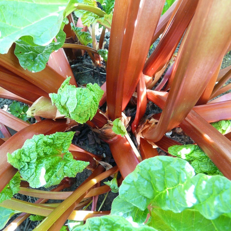 rhubarb