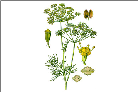 19th century illustration of dill