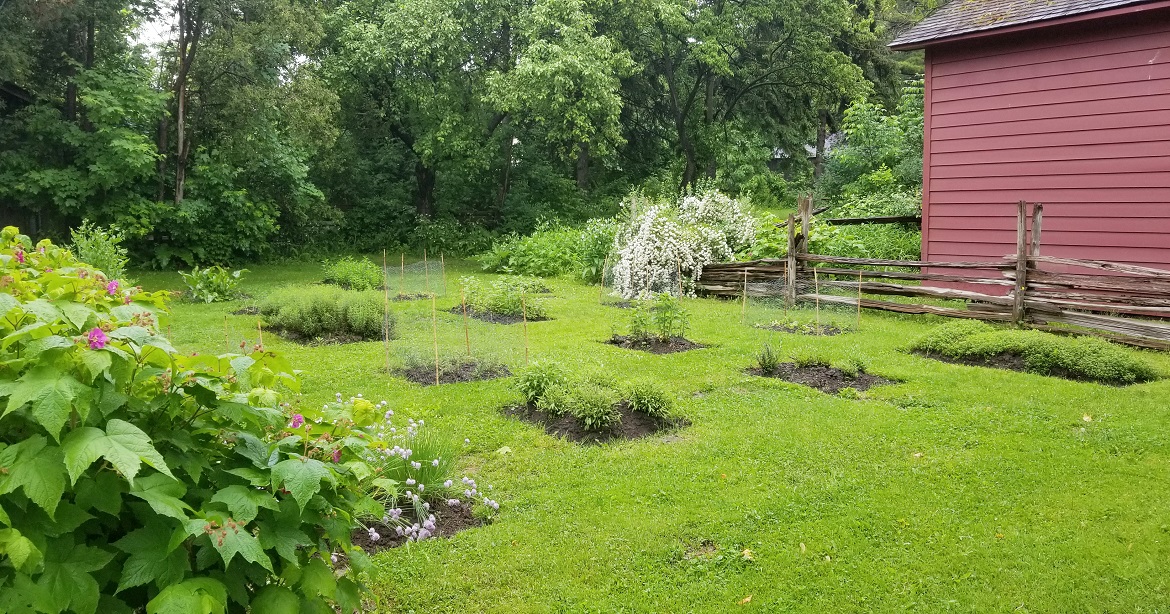 herb garden at Black Creek Pioneer Village featrues pattern of rectangular beds