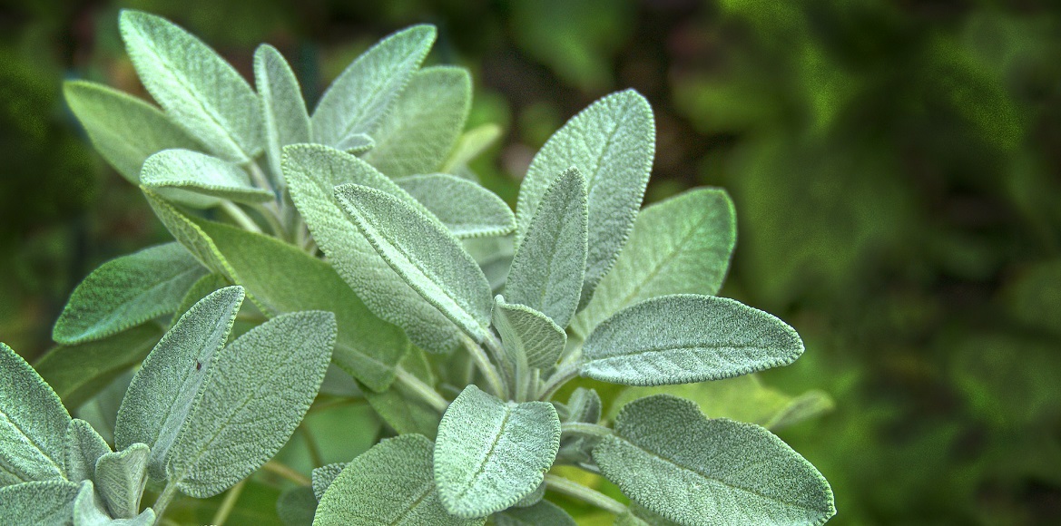 sage leaves