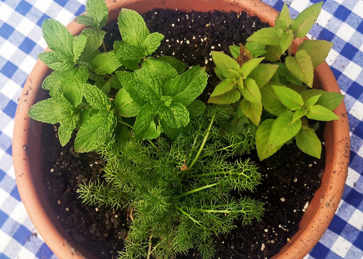 a container herb garden