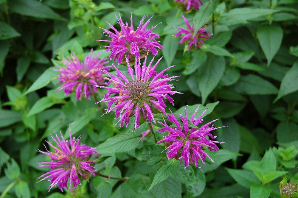 beebalm