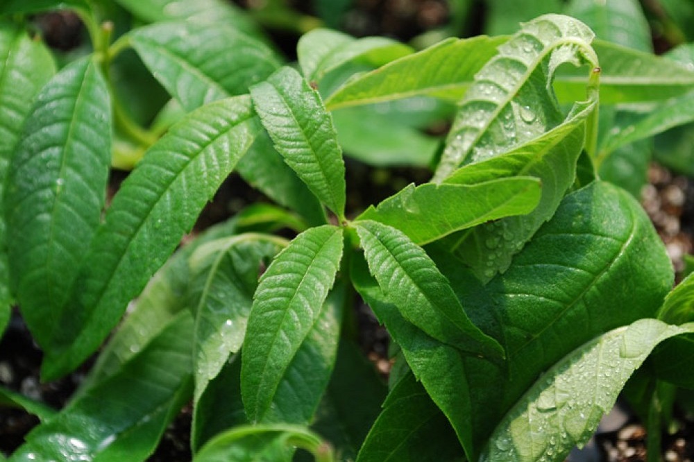 lemon verbena