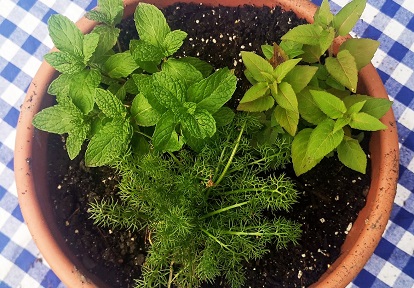 container herb garden