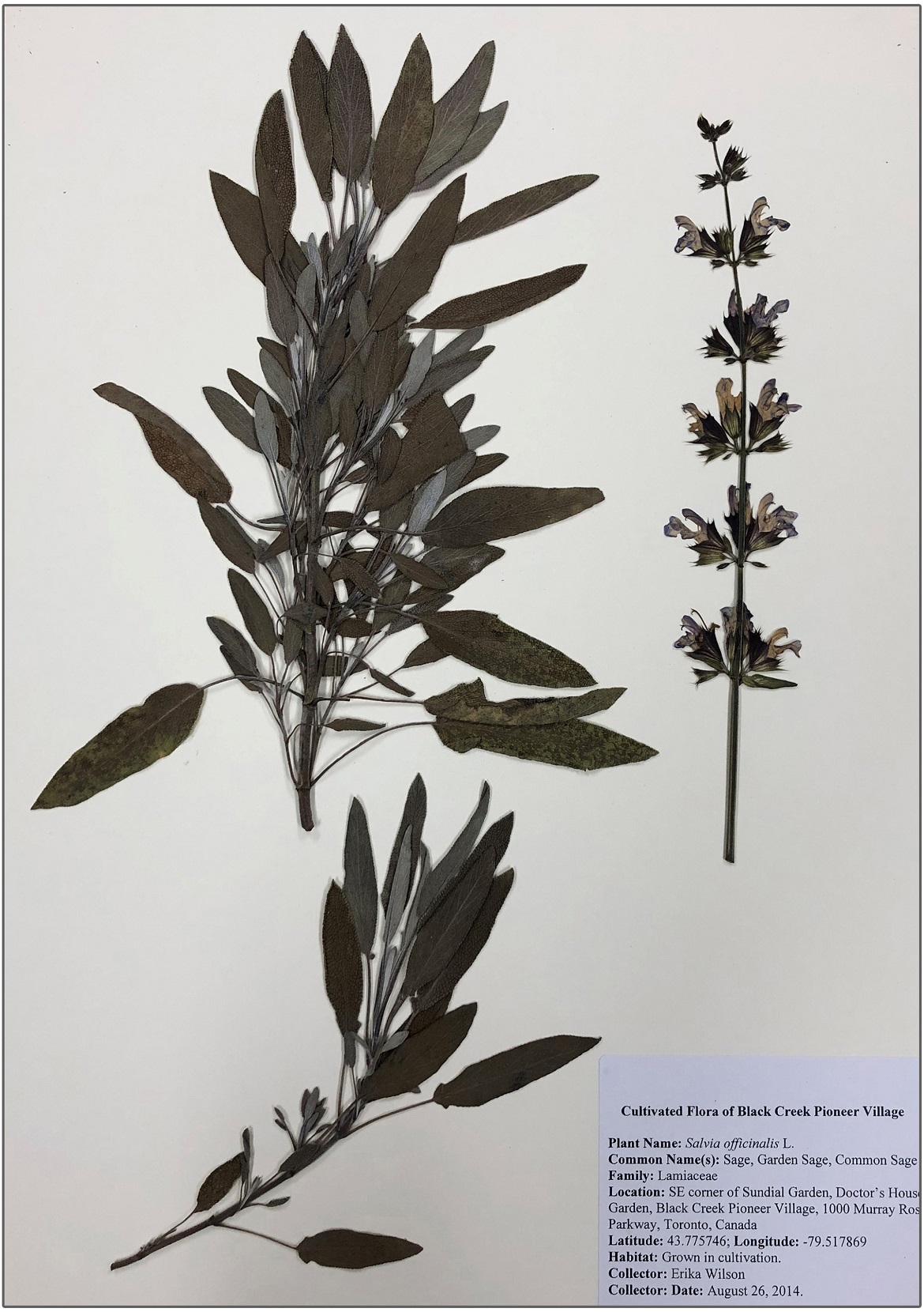 sage herbarium