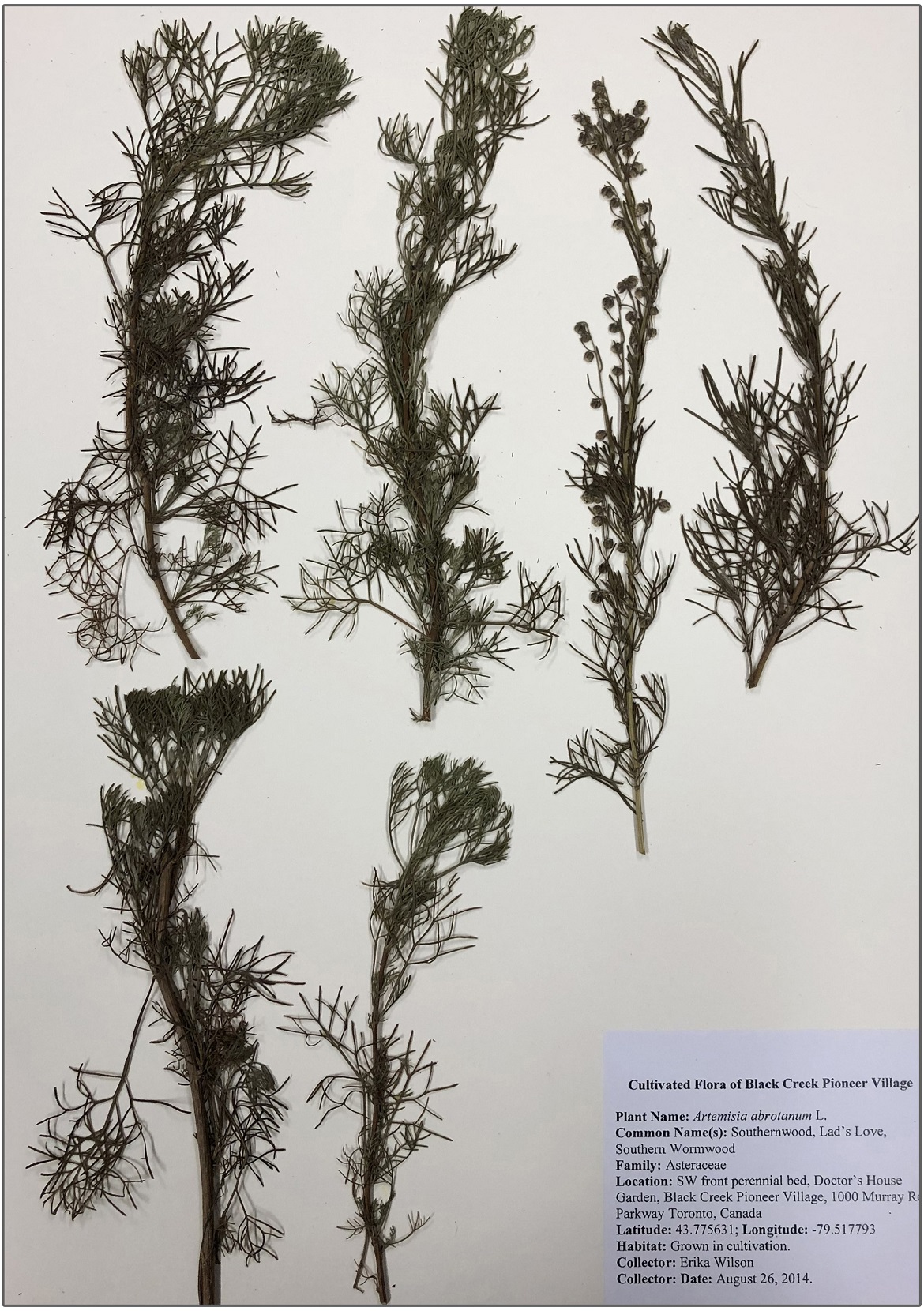 southern wormwood herbarium