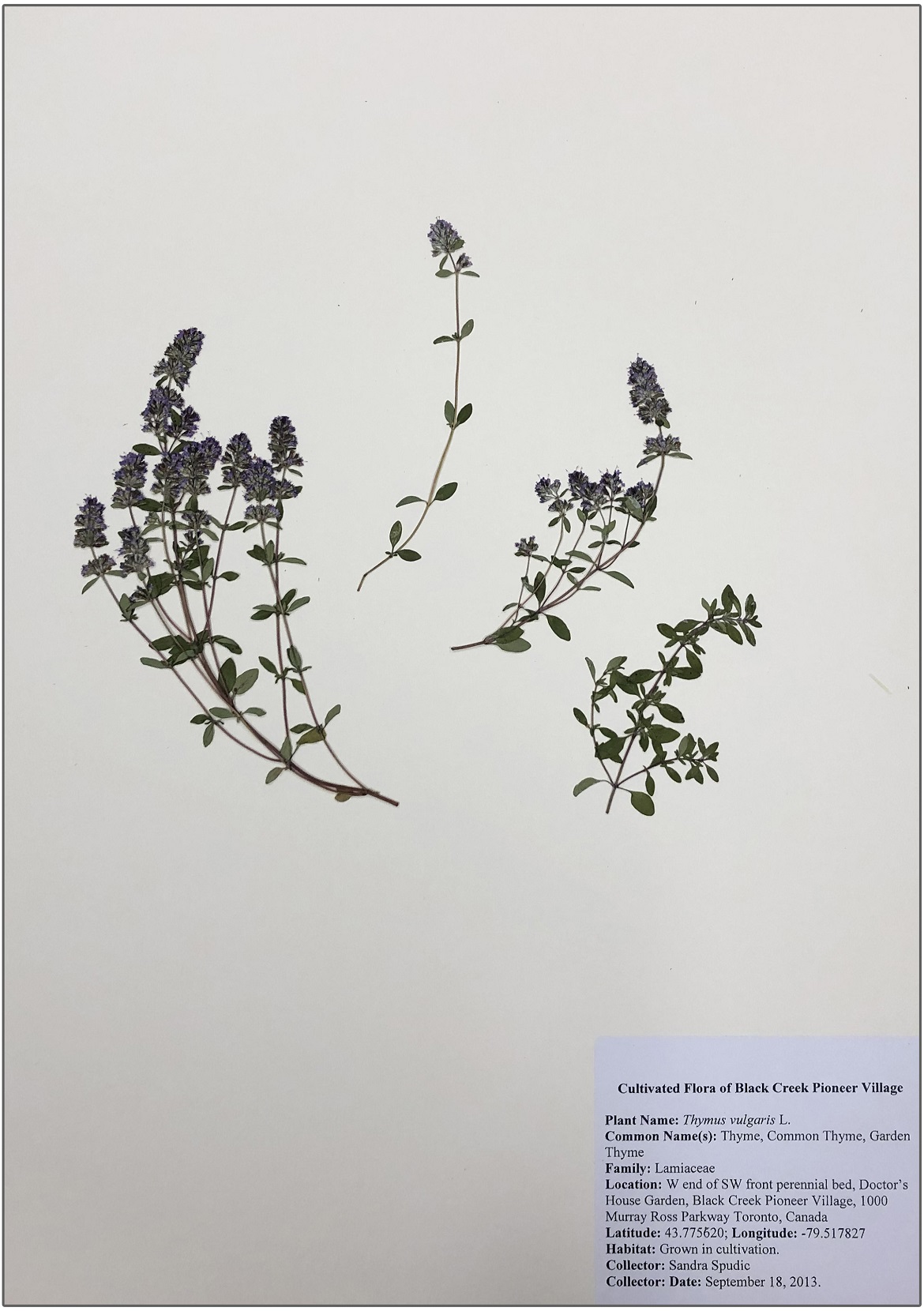 thyme herbarium