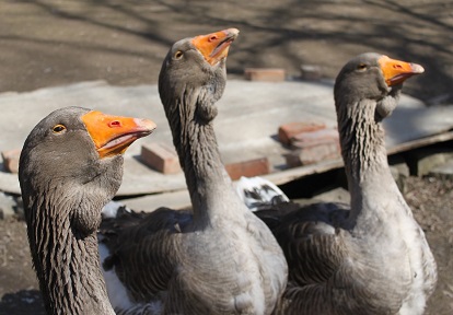 heritage breed Toulouse Geese