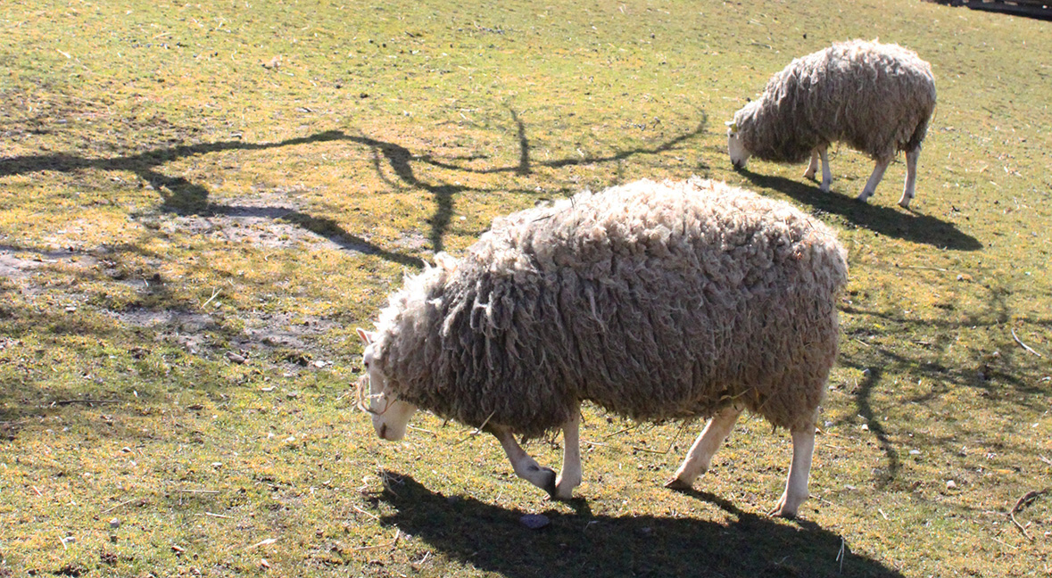 border Leceister sheep graze in meadow at the Village at Black Creek