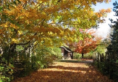 fallen leaves line a pathway at Black Creek Village