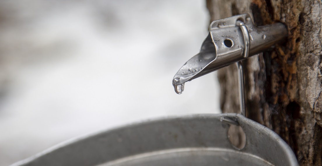 a maple tree is tapped to produce sap for making maple syrup